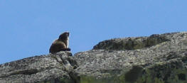 Marmot / Mrmeltier