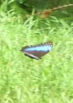 Blue Morpho