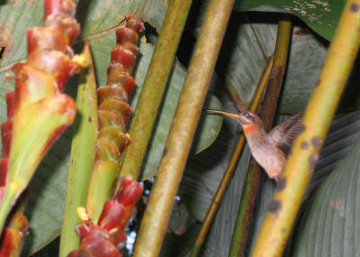 Kolibri Hummingbird
