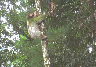 Luiaard bij Cerro Chato Lodge