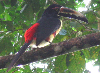 Toekan bij Cerro Chato Lodge