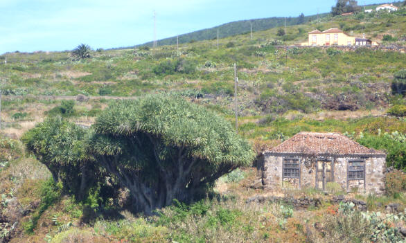 Drakenbloedboom in Santo Domingo de Garafia