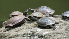 Schildpadjes in Central Park NYC