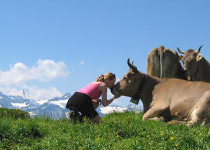 Lieve koe